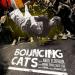 Bouncing Cats