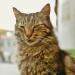 Kedi - sekretne życie kotów